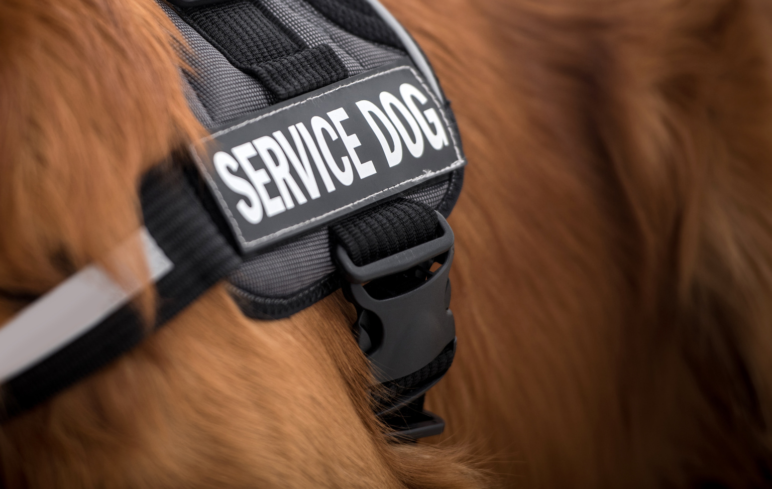 Service dog