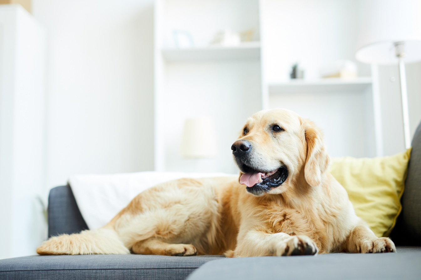 Home pet